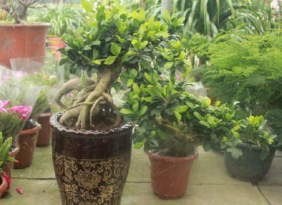 人参榕有哪些繁殖办法，详解扦插/压条/播种3种繁殖办法