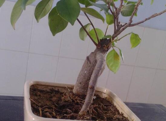 人参榕有哪些繁殖办法，详解扦插/压条/播种3种繁殖办法