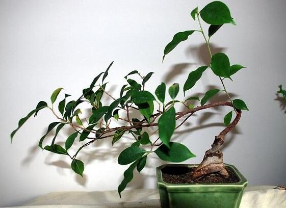 人参榕有哪些繁殖办法，详解扦插/压条/播种3种繁殖办法