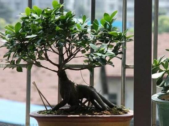 人参榕有哪些繁殖办法，详解扦插/压条/播种3种繁殖办法