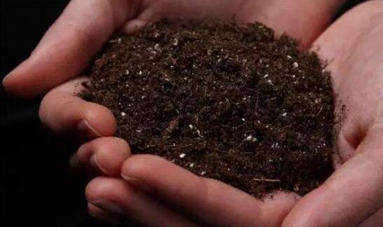 人参榕的养殖办法和留意事项，掌握8大要点即可