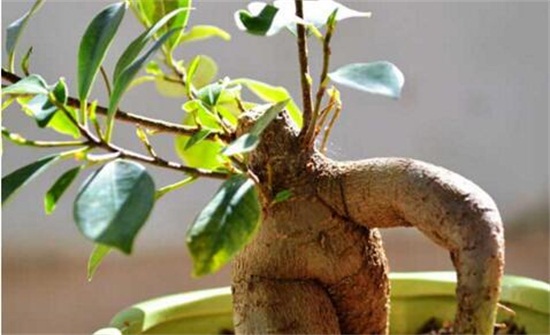 人参榕的养殖办法和留意事项，掌握8大要点即可