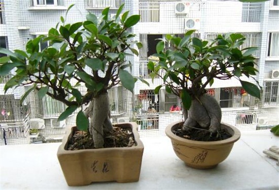 人参榕的养殖办法和留意事项，掌握8大要点即可