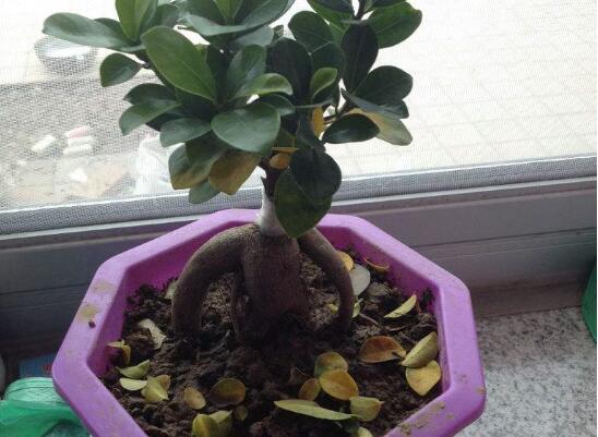 人参榕掉叶子如何办，4种处理办法让人参榕枝繁叶茂