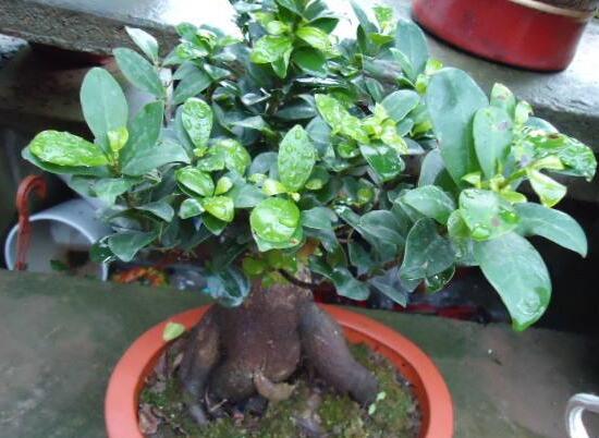 人参榕掉叶子如何办，4种处理办法让人参榕枝繁叶茂