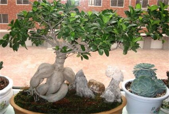 人参榕适合放在卧室吗,适合放卧室不会损害健康