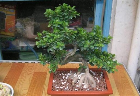 人参榕适合放在卧室吗,适合放卧室不会损害健康