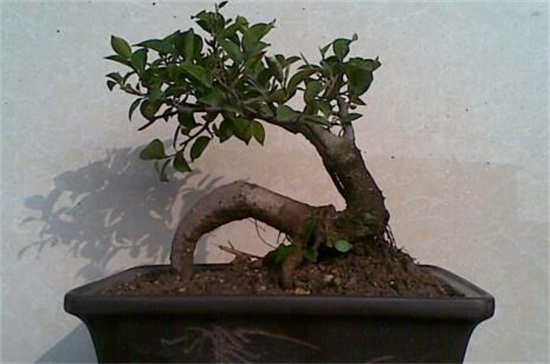 人参榕适合放在卧室吗,适合放卧室不会损害健康