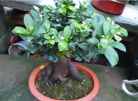 人参榕适合放在卧室吗,适合放卧室不会损害健康