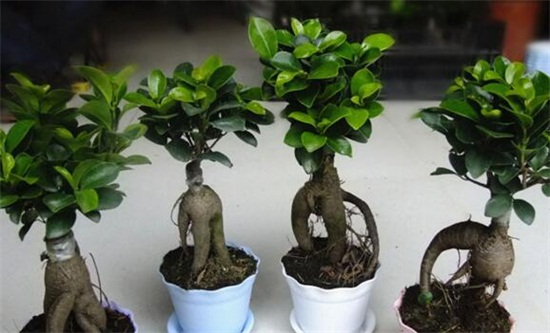 人参榕适合放在卧室吗,适合放卧室不会损害健康