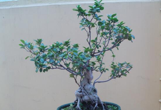 人参榕适合放在卧室吗,适合放卧室不会损害健康