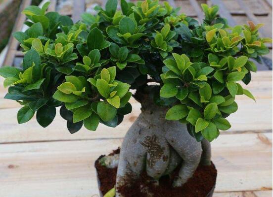 人参榕盆景如何修剪，4种办法让人参榕盆景极富意境