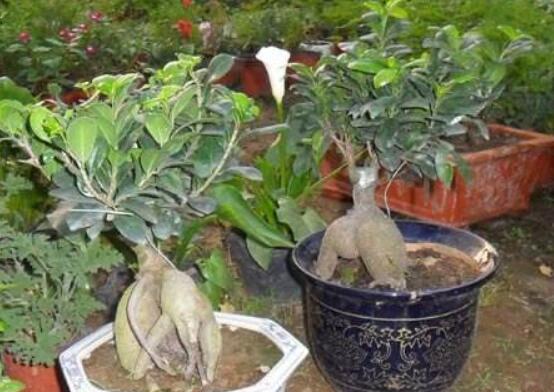 人参榕盆景如何修剪，4种办法让人参榕盆景极富意境