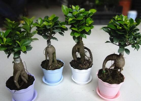 人参榕盆景如何修剪，4种办法让人参榕盆景极富意境