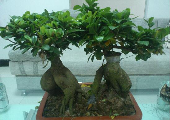 人参榕盆景如何修剪，4种办法让人参榕盆景极富意境