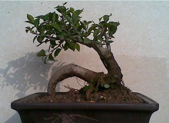 人参榕盆景如何修剪，4种办法让人参榕盆景极富意境