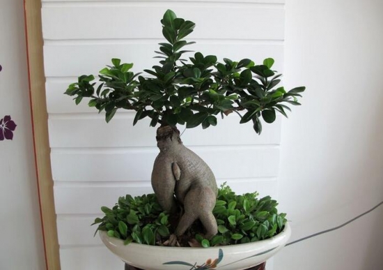 人参榕的养殖办法：喜湿耐阴，尽量在阳光充足的环境下养护，但不耐晒