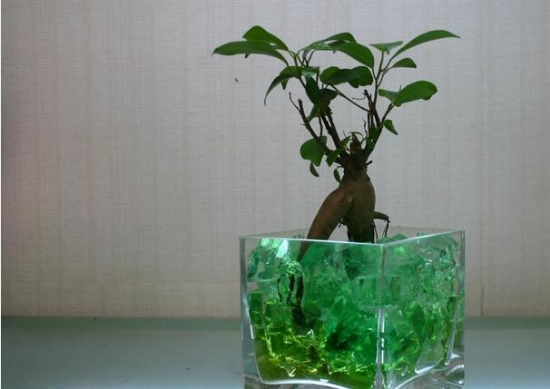 人参榕的养殖办法：喜湿耐阴，尽量在阳光充足的环境下养护，但不耐晒