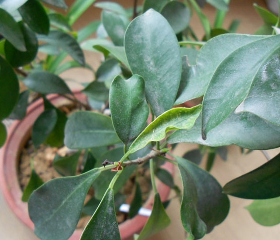 人参榕叶子发黄 人参榕叶子发黄:关于水、土培的人参榕叶子发黄的原因