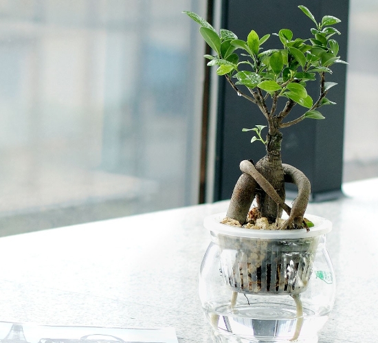 水培人参榕 人参榕叶子发黄:关于水、土培的人参榕叶子发黄的原因