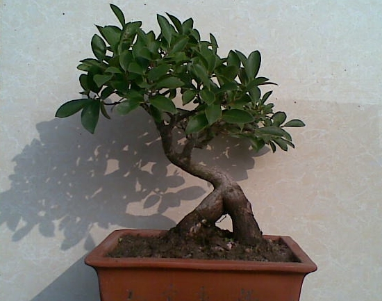 茂盛的人参榕盆景 人参榕叶子发黄:关于水、土培的人参榕叶子发黄的原因