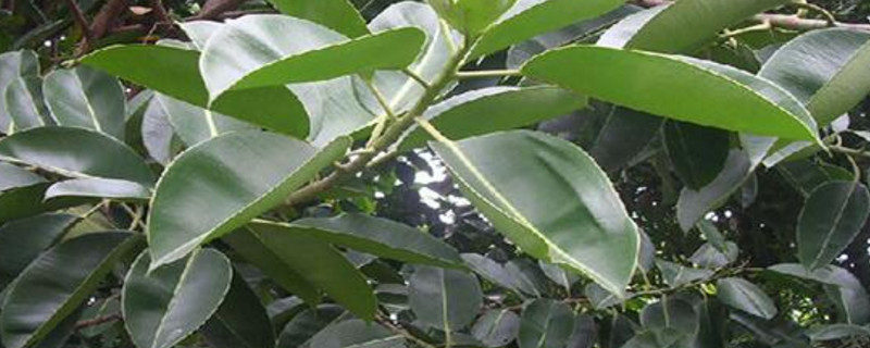 橡皮树黄叶掉叶如何办