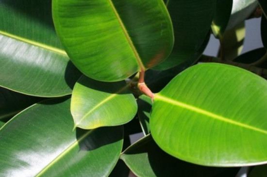 橡皮树黄叶掉叶如何办