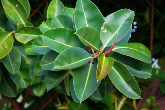 橡皮树黄叶掉叶如何办