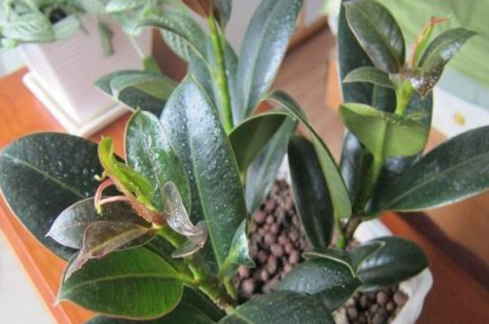 橡皮树黄叶掉叶如何办