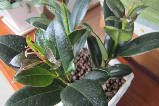 橡皮树吸收甲醛吗，净化能力强可吸收甲醛