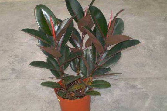 橡皮树吸收甲醛吗，净化能力强可吸收甲醛