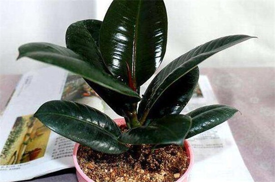 橡皮树受冻了如何办