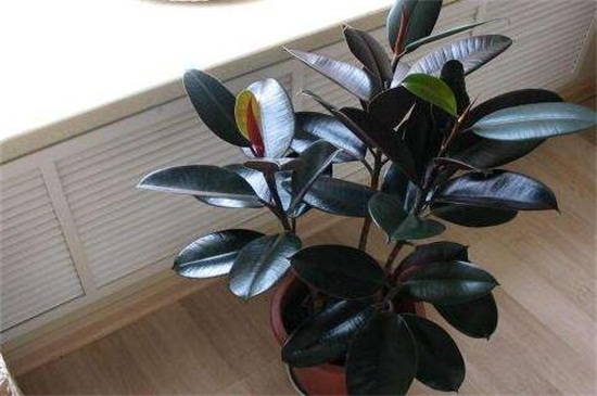 橡皮树受冻了如何办