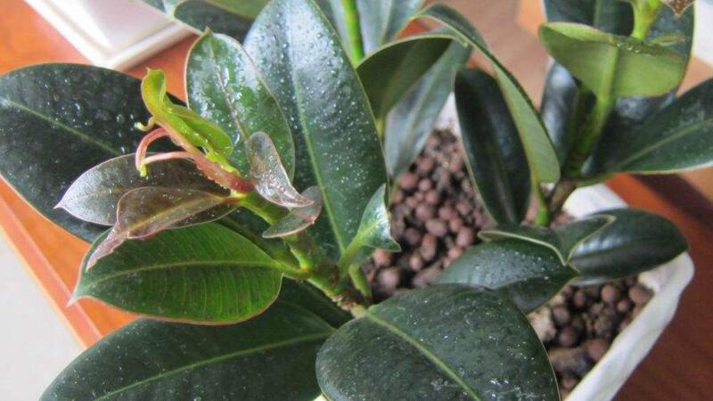 橡皮树的养殖办法