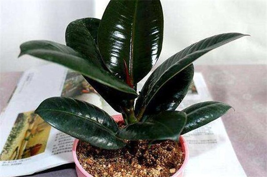 橡皮树的养殖办法