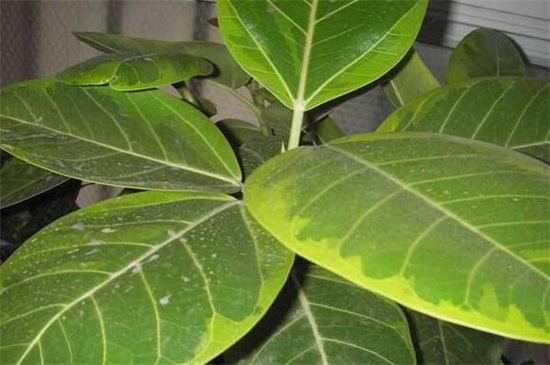 橡皮树叶黄斑如何办,换盆处理做好病虫预防