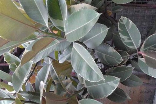 橡皮树叶黄斑如何办,换盆处理做好病虫预防