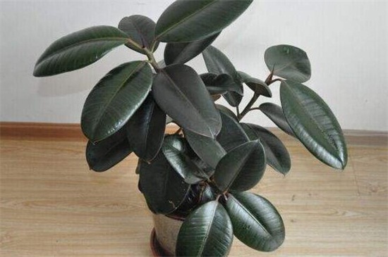 如何补救下垂的橡皮树，更换土壤减少施肥