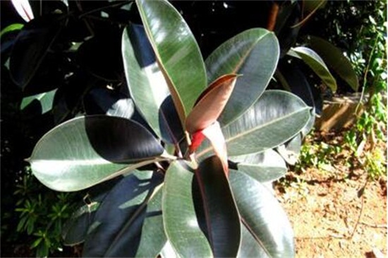 如何补救下垂的橡皮树，更换土壤减少施肥