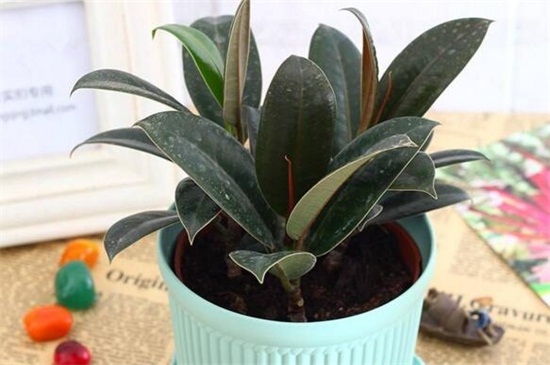 如何补救下垂的橡皮树，更换土壤减少施肥