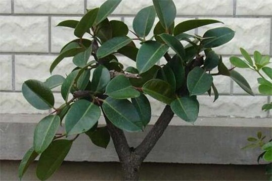 橡皮树几年开花，每年春季都可开花