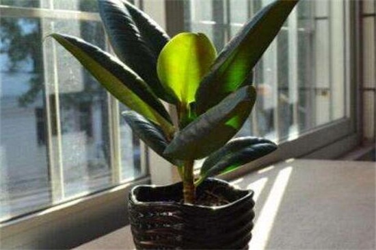 橡皮树摆放风水地方,可放门口除煞