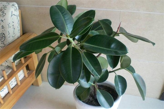 橡皮树摆放风水地方,可放门口除煞