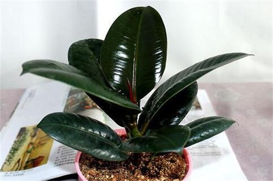 橡皮树摆放风水地方,可放门口除煞