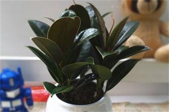 橡皮树叶子卷如何补救，放在阳光下控制水肥