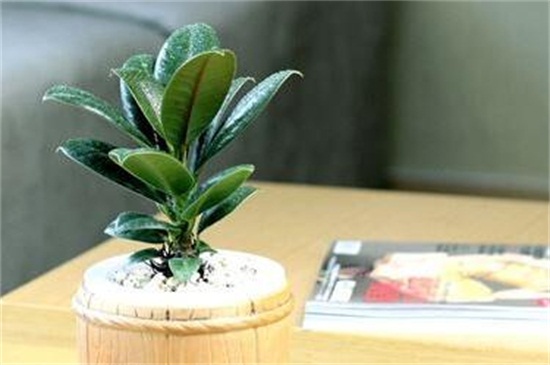 橡皮树叶子卷如何补救，放在阳光下控制水肥