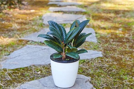 橡皮树叶子卷如何补救，放在阳光下控制水肥