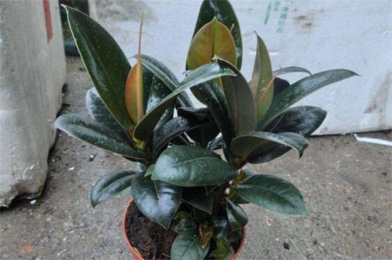 橡皮树叶子卷如何补救，放在阳光下控制水肥