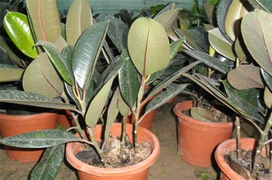 橡皮树几月份砍头好，6～7月砍头抵抗徒长