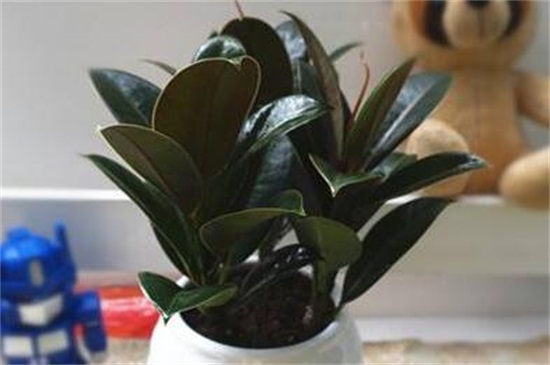 橡皮树几月份砍头好，6～7月砍头抵抗徒长